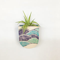 Air Plant